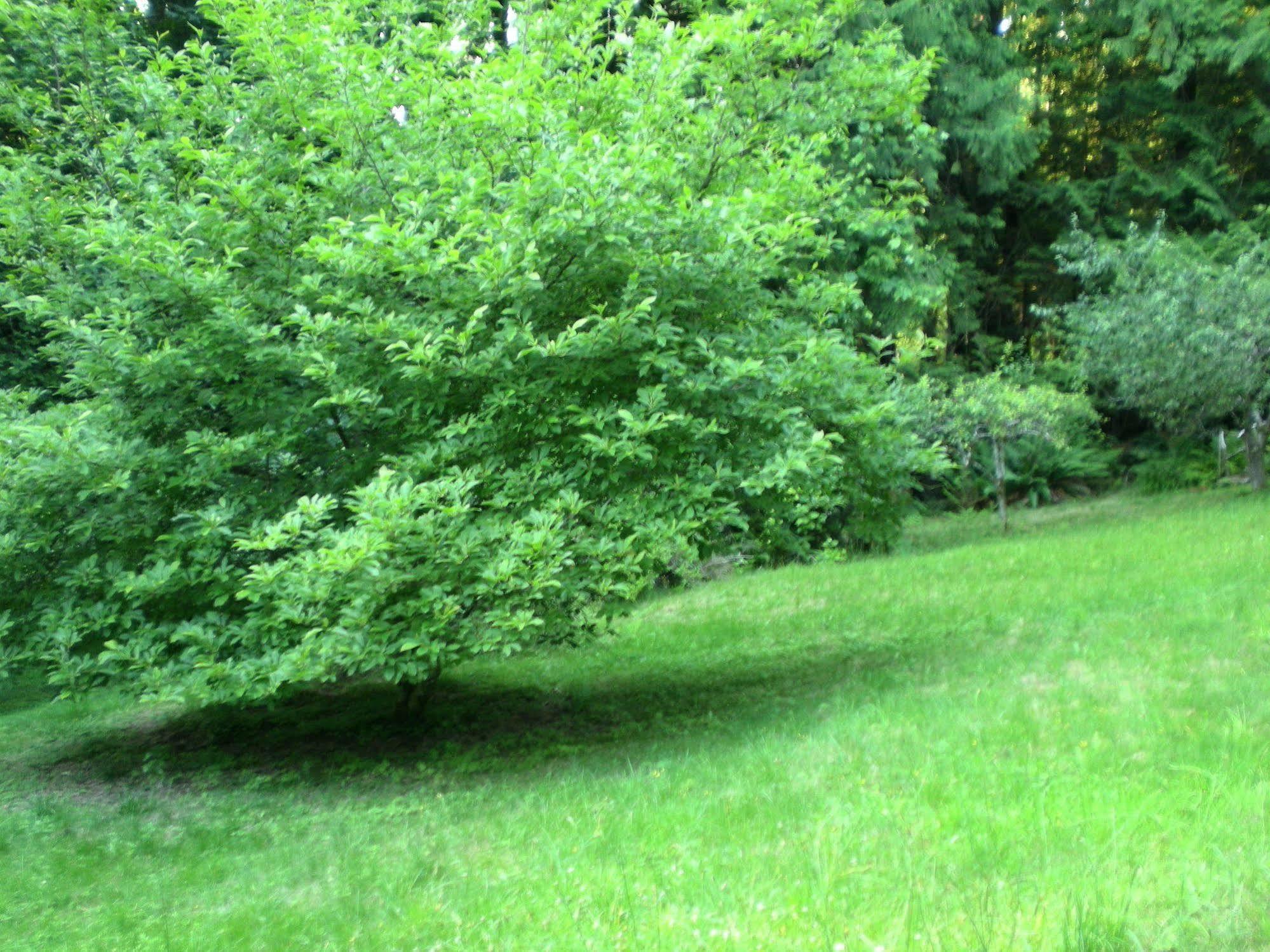 مبيت وإفطار سيتشيلت Davis Brook Retreat المظهر الخارجي الصورة